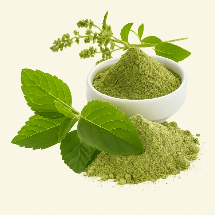 Dry Tulsi leaf powder